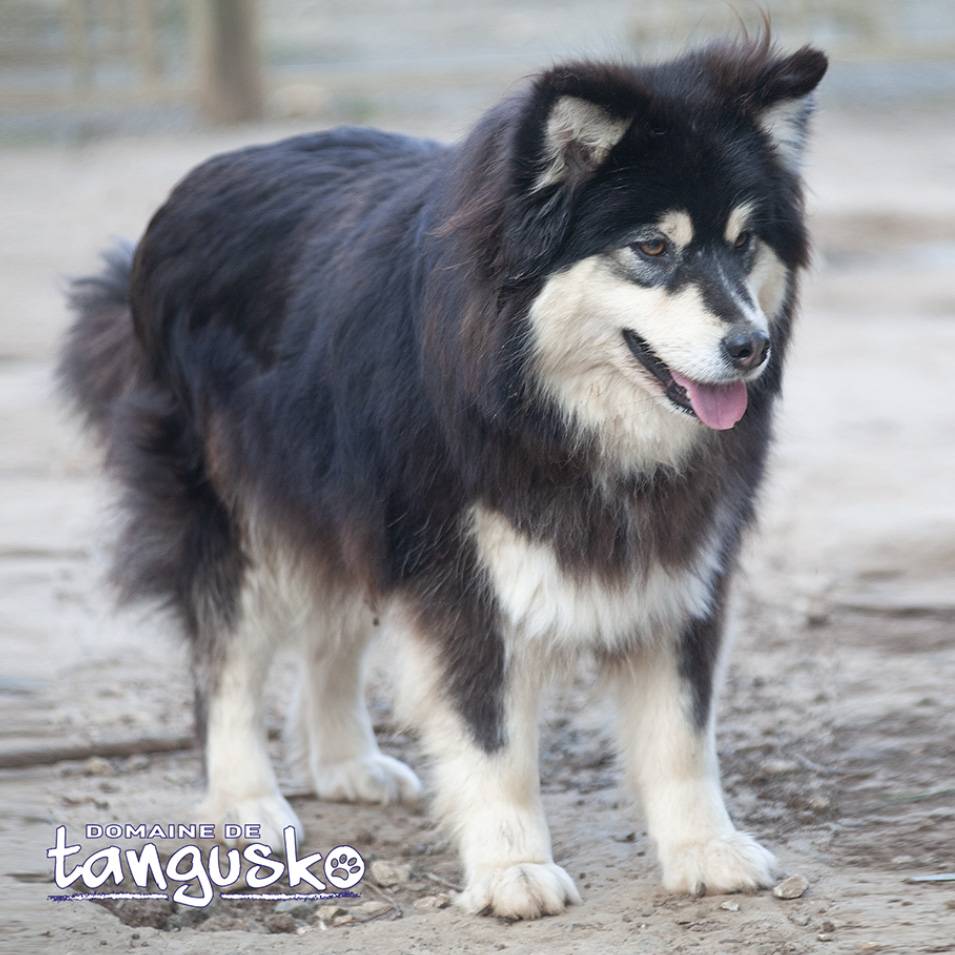 RUNE DU DOMAINE DE TANGUSKO
