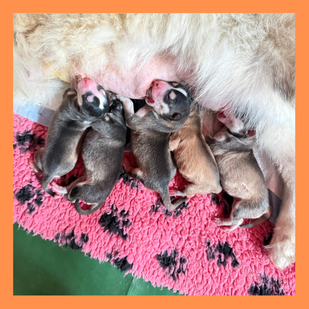 5 chiots_2