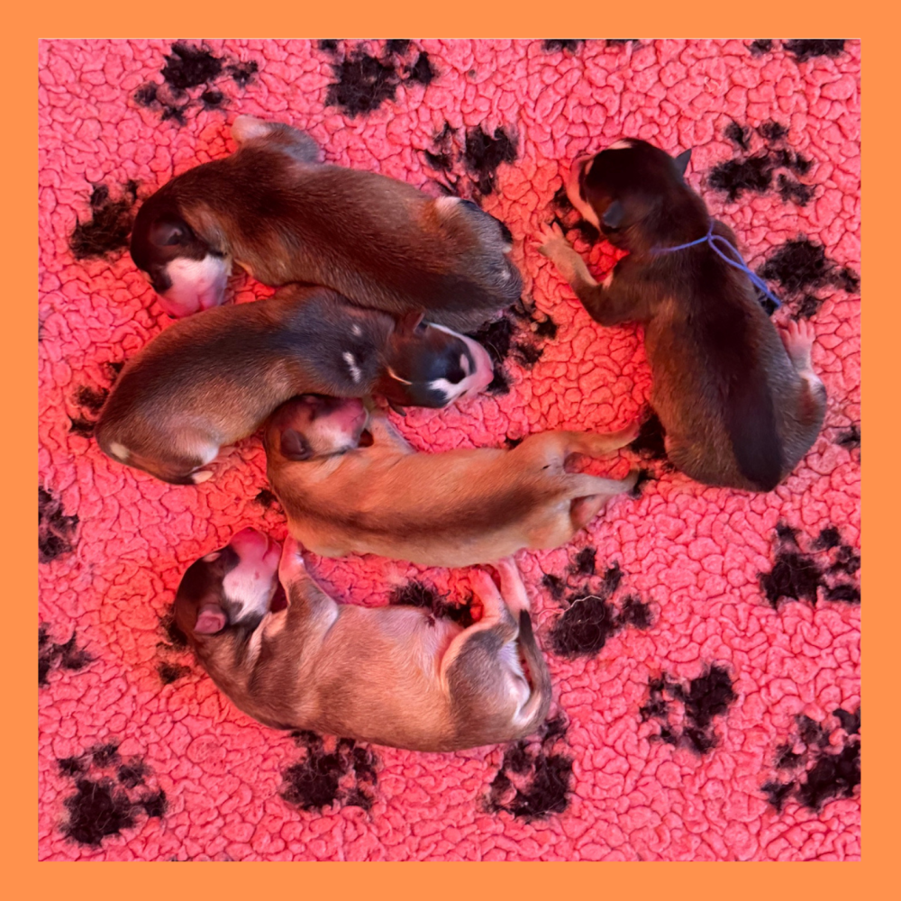 5 chiots_1