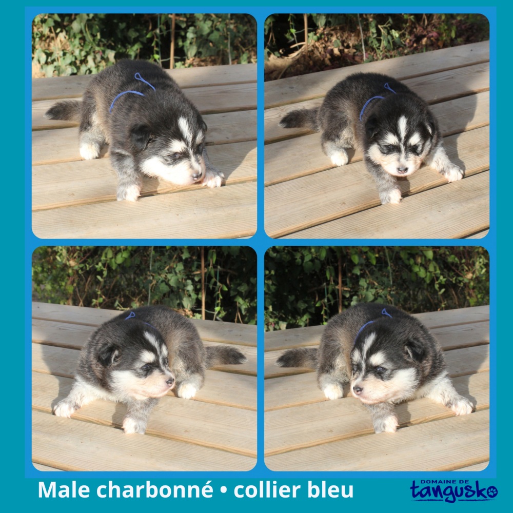 web - BOSCO-male charb bleu