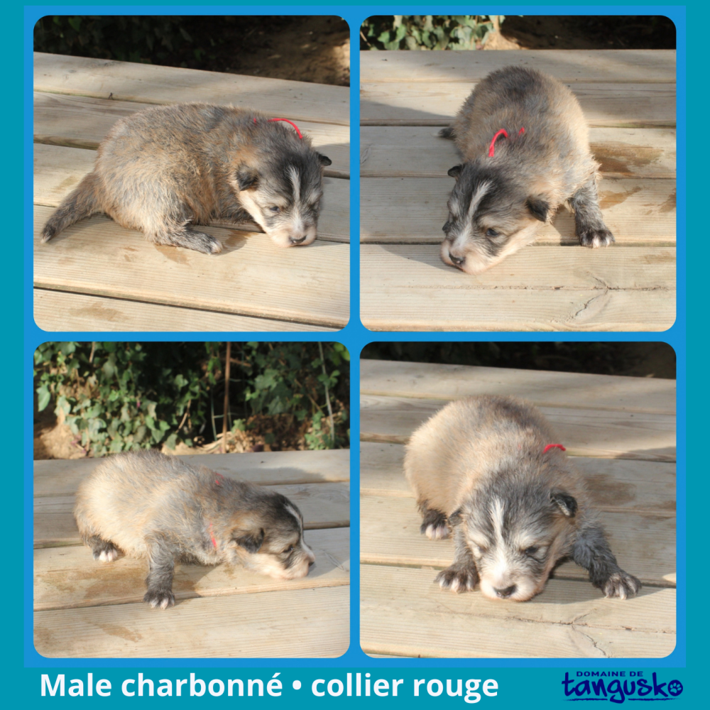 web DISPONIBLE-male charb rouge