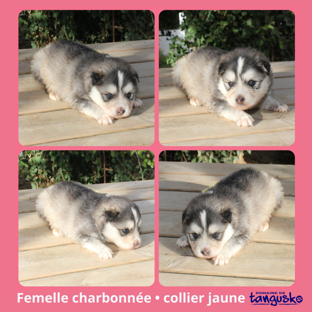 web DISPONIBLE-fem charb jaune_2