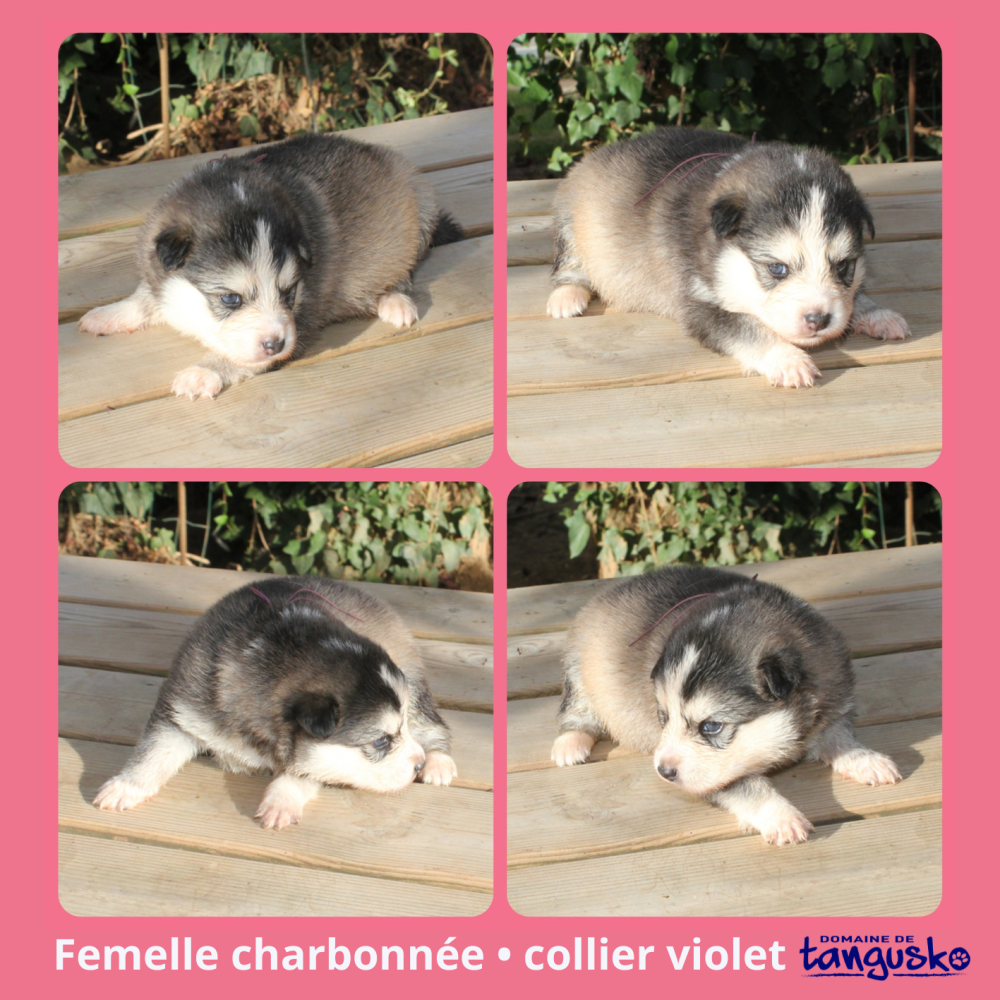 web DISPONIBLE-fem charb violet_2